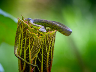 Talamancan Palm-Pitviper, Bothriechis nubestris, nature habitat. Rare new specie viper in tropical forest. Poison snake in the dark jungle. Detail of beautiful green snake from Costa Rica, in moss.