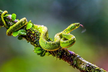 Talamancan Palm-Pitviper, Bothriechis nubestris, nature habitat. Rare new specie viper in tropical forest. Poison snake in the dark jungle. Detail of beautiful green snake from Costa Rica, in moss.