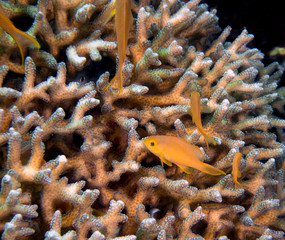 A Dottyback Anthias (Pseudanthias venator)