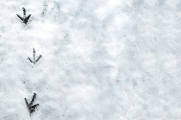 the imprint of a bird on the snow
