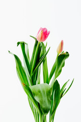 Beautiful bouquet tulips on white background