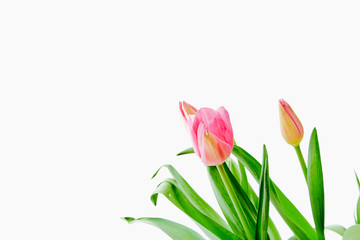 Beautiful bouquet tulips on white background