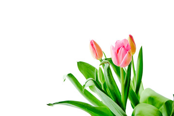 Beautiful bouquet tulips on white background