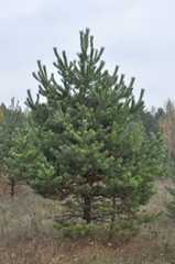 young Christmas tree