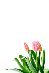 Beautiful bouquet tulips on white background