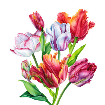 Watercolor Bouquet tulips.  tulips. Colorful flowers on isolated white background. Botanical art.