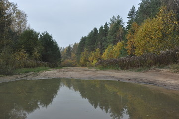 lake in forest