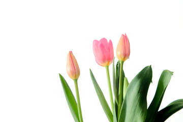 Beautiful bouquet tulips on white background
