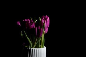 Purple tulip flowers bouquet on a white pot isolated on a black background on a dark still