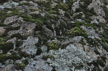 lichen on rock
