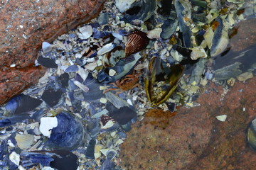 Shells in rock pool