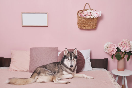 Husky Dog On Bed In Interior Of Pink. Hotel Concept For Animals. Vetclinic. Animal Calendar Template. Greeting Card With Dog. Animal Shelter. Gift For Children, Man's Best Friend - Dog.