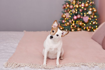 Christmas Jack Russell Terrier dog. Hotel concept for animals. Vetclinic. Animal Calendar Template. Christmas card with dog. Animal shelter. Gift for children, man’s best friend.Veterinary.