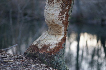 Close up shot of large tree trunk bark chewed gnawed by beavers in the forest. Chipped wood and sawdust around the tree. Beavers building dam by a creek or looking for food   