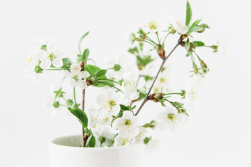 White flowering branch.White background.Copy space.Flowers background.