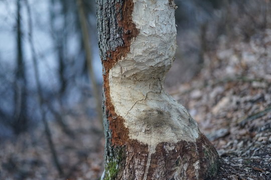Close up shot of large tree trunk bark chewed gnawed by beavers in the forest. Chipped wood and sawdust around the tree. Beavers building dam by a creek or looking for food   