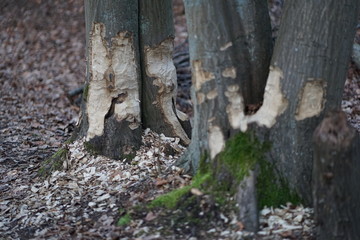 Close up shot of large tree trunk bark chewed gnawed by beavers in the forest. Chipped wood and sawdust around the tree. Beavers building dam by a creek or looking for food   