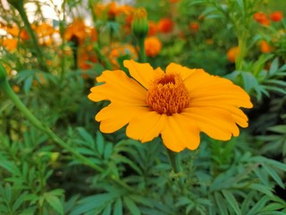 yellow flowers in garden
