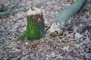 Close up shot of large tree trunk bark chewed gnawed by beavers in the forest. Chipped wood and sawdust around the tree. Beavers building dam by a creek or looking for food   