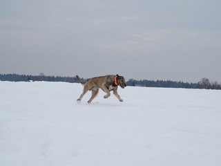Fototapeta na wymiar Irish wolfhound running on snow-covered field