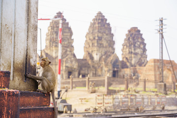 Fototapeta na wymiar A thai monkey or Crab-eating macaque, Macaca Fascicularis Raffles Eating bananas and sitting and background of phra kal shrine, LOPBURI THAILAND