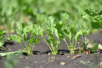 Young beets with bright leaves grows in a beetroot field, close-up