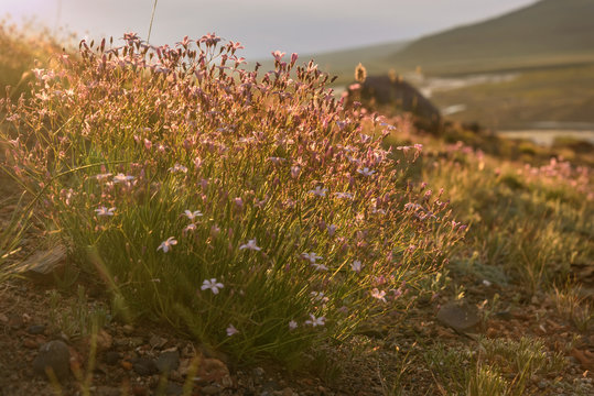 gypsophila pink flowers close up dawn sunlight