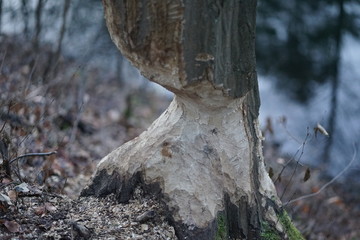 Close up shot of large tree trunk bark chewed gnawed by beavers in the forest. Chipped wood and sawdust around the tree. Beavers building dam by a creek or looking for food   