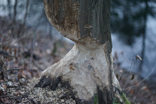 Close up shot of large tree trunk bark chewed gnawed by beavers in the forest. Chipped wood and sawdust around the tree. Beavers building dam by a creek or looking for food   