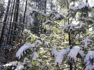 snow covered trees