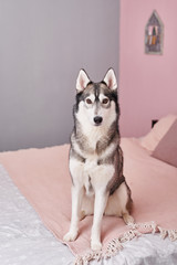 Husky dog on bed in interior of pink. Hotel concept for animals. Vetclinic. Animal Calendar Template. Greeting card with dog. Animal shelter. Gift for children, man’s best friend - dog.