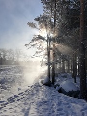 road in winter forest