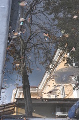 Autumn Reflection in Puddle with Building and Tree