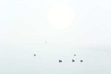 wild ducks in the morning fog