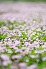 Fototapeta premium レンゲ畑で蜜を集めるミツバチ 