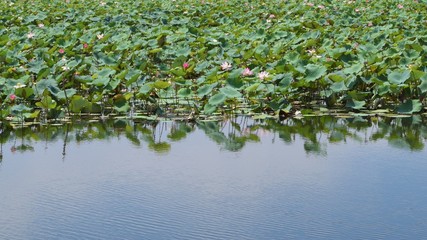 lotus blossom in lake, con dao vietnam