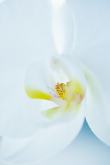 Obraz premium 胡蝶蘭 