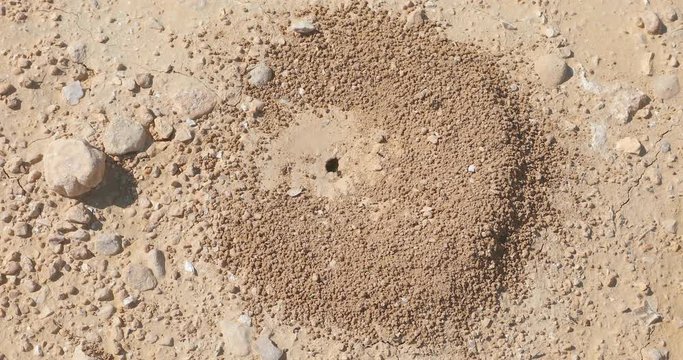 Smallnts colony who is builds his new anthill in the desert after rain