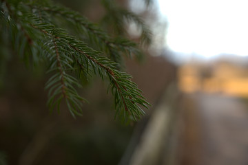 Makro von einem Nadelbaum