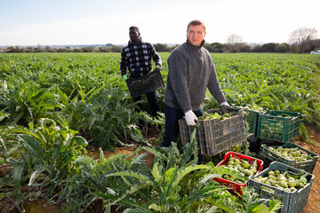 Man horticulturist holding crate with harvest of artichokes