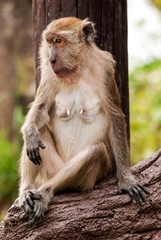 Samica makaka