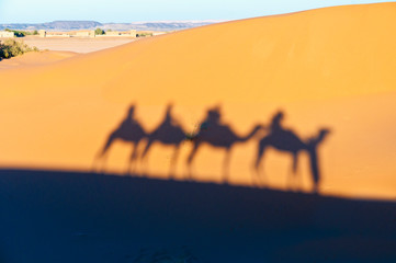Fototapeta na wymiar Camels shadows over Erg Chebbi at Morocco