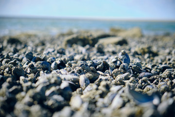 beach, stones in green algae, wet sand, shells