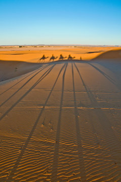 Camels shadows over Erg Chebbi at Morocco