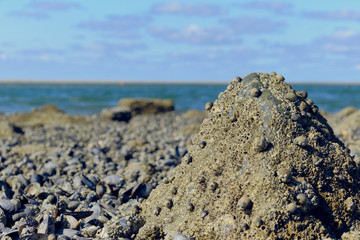 beach, stones in green algae, wet sand, shells