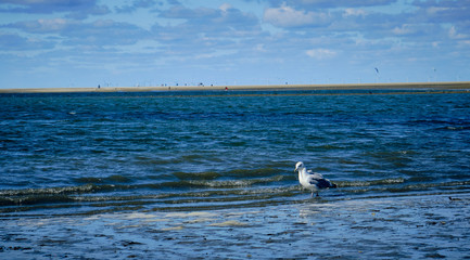 seagull on the seashore
