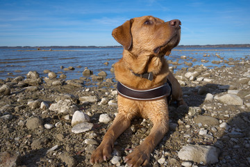 Fuchsroter reinrassiger Labrador Retriever beim Apportieren am See