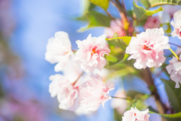 Spring border or background art with pink blossom. Pink cherry blossoms against the blue sky. Abstract blurred background. Springtime