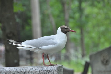 seagull on a post