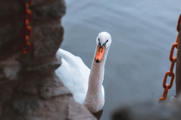 swan on lake